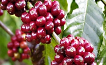Bật tăng mạnh, giá cà phê Robusta phá đỉnh lịch sử