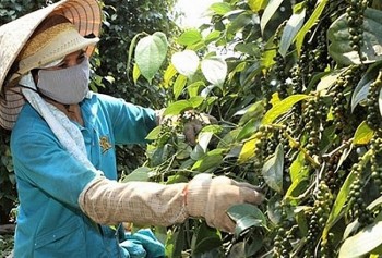 Giá tiêu hôm nay 15/7/2024: Đồng loạt chững lại, giá cao nhất 151.000 đồng/kg