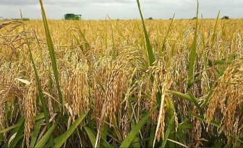 Giá lúa gạo hôm nay ngày 15/7: Ổn định, giá gạo không biến động nhiều