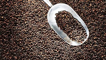 Dự báo giá tiêu ngày 16/7/2024: Kỳ vọng chạm đỉnh mới?