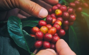 Các quỹ và giới đầu cơ xả hàng, giá cà phê biến động ra sao?