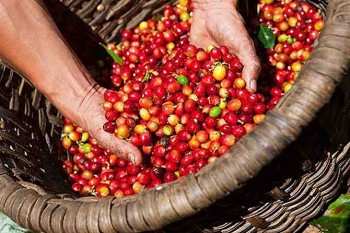 Dự báo giá cà phê ngày 17/7/2024: Giảm nhẹ về mốc 128.000 đồng/kg?