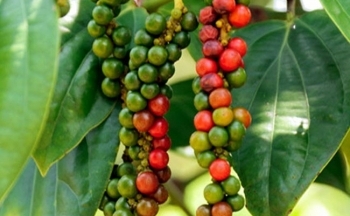 Xuất khẩu hồ tiêu 6 tháng đầu năm 2024: Sản lượng giảm, kim ngạch tăng