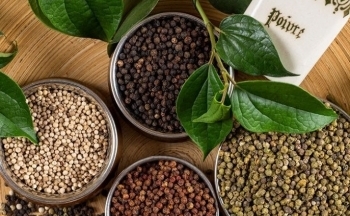 Xuất hiện nhiều diễn biến mới, giá hồ tiêu sắp tới ra sao?