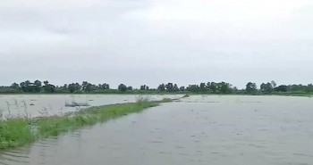 Cà Mau: Mưa lớn kéo dài, 1 xã bị thiệt hại gần 400 ha lúa hè thu