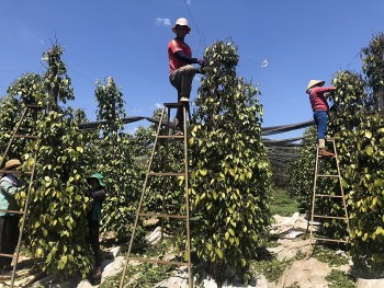 Dự báo giá tiêu ngày 23/7/2024: Tăng mạnh, trở lại mốc 150.000 đồng/kg?