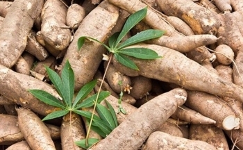 Trung Quốc bao mua, xuất khẩu sắn thu về gần 684 triệu USD