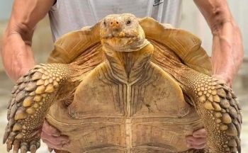 Hà Nội: Xôn xao bắt được 'cụ rùa' 60 kg, người dân mang lên chùa