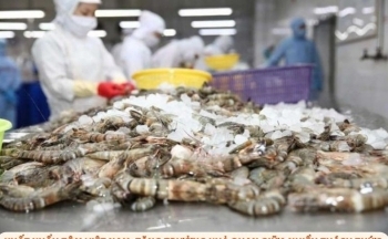 Infographic | Xuất khẩu tôm Việt Nam: Tăng trưởng khả quan giữa nhiều thách thức