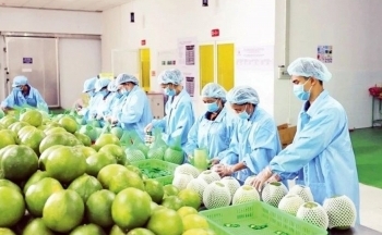 Trái cây Việt “tỏa sáng