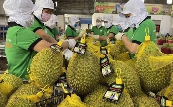 Cơ hội để sầu riêng Việt vững chân tại thị trường Trung Quốc