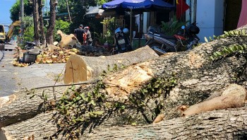 Quảng Trị: Chủ đầu tư cho biết về lý do chặt hàng loạt cây xanh