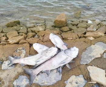 Vụ cá chết ở hồ Rào Đá- Quảng Bình: Theo quy chuẩn địa phương nước vẫn ở ''ngưỡng sạch''