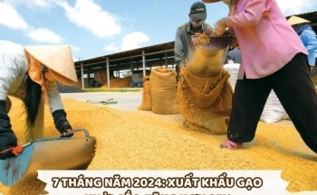 Infographic | 7 tháng năm 2024: Xuất khẩu gạo khởi sắc, tăng hơn 25%