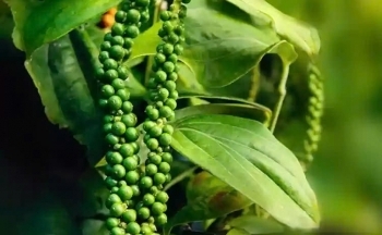 Trung Quốc cắt giảm nhập khẩu khiến giá hồ tiêu lao dốc?