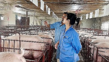 Giá heo hơi hôm nay ngày 11/8/2024: Giao dịch quanh mức 63.000 đồng/kg, tuần tới sẽ tăng, giảm không đồng nhất?