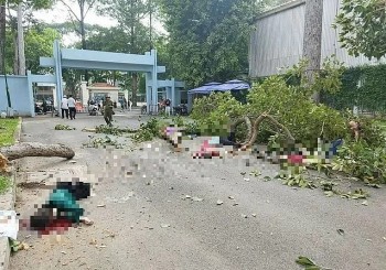 TP. Hồ Chí Minh: Từng có hàng loạt vụ cây xanh gãy làm nhiều người thương vong
