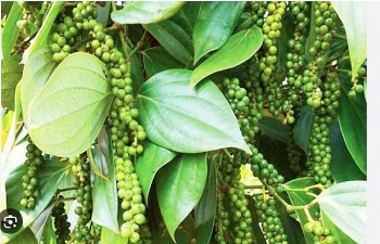 Thị trường biến động bất thường, liệu hồ tiêu có bước vào chu kỳ tăng giá?
