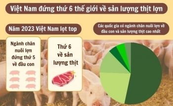 Infographic | Việt Nam đứng thứ 6 thế giới về sản lượng thịt lợn