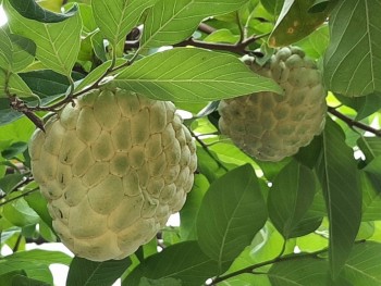 Giá nông sản hôm nay 15/8/2024: Tiêu tăng 2 ngày liên tiếp; giá cau cao gấp 10 lần năm ngoái