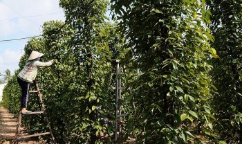 Giá tiêu hôm nay 17/8/2024: Giảm liên tiếp, nguồn cung thấp ở mức nào trong thời gian tới?