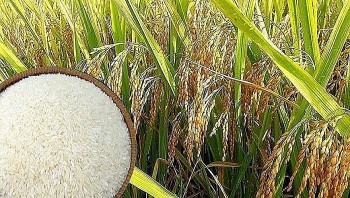 Giá lúa gạo hôm nay 17/8/2024: Giá lúa tăng 100 -300 đồng, gạo neo ở mức cao