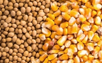Đậu tương lao dốc, ngô chật vật: Báo cáo WASDE gây sốc thị trường nông sản