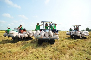 Vì sao gạo Việt Nam tiếp tục lên ngôi đầu bảng của thế giới?