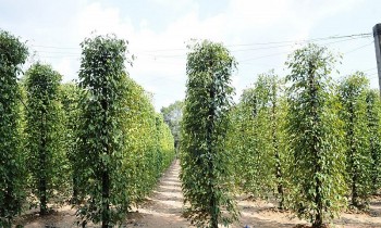 Dự báo giá tiêu 22/8/2024: Vượt mốc 140.000 đồng, chu kỳ tăng giá sẽ tiếp tục kéo dài?