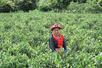 Huyện Bạch Thông – Bắc Kạn: Xây dựng chuỗi sản xuất, tiêu thụ nông sản bền vững
