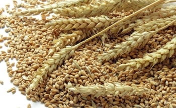 Thị trường nông sản đỏ lửa, giá lúa mì sụt giảm hơn 2%
