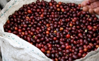Liên tục tăng “phi mã”, giá cà phê gần chạm ngưỡng lịch sử 5.000 USD/tấn