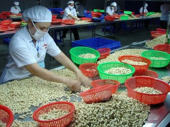 Ngành điều Việt Nam cần giải pháp để giảm phụ thuộc vào nguyên liệu nhập khẩu