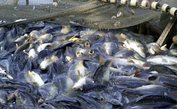 'Vua cá tra' Hùng Vương sa cơ: Từ 'tay chơi' M&A đình đám đến cảnh 'bán con' trả nợ