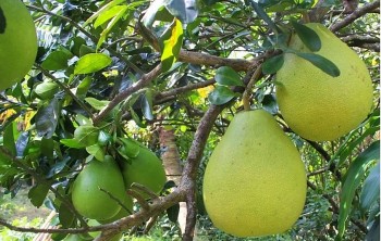 Sóc Trăng và TP. Hồ Chí Minh: Tăng cường hợp tác tiêu thụ nông sản