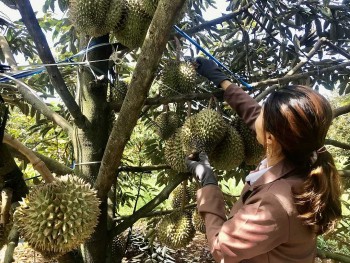 Bài 2:  Nỗi lo phát triển quá nóng