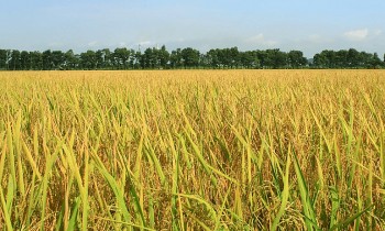 Giá lúa gạo hôm nay 28/8/2024: Giá gạo giảm 50 -100 đồng/kg; giá lúa tăng nhẹ