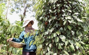 Thị trường hồ tiêu Việt: Cung - cầu trái chiều, giá 'vàng đen' khó dự đoán