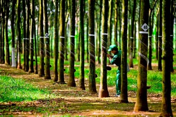 Thị phần cao su Việt Nam chiếm 16,88% tổng lượng nhập khẩu của Trung Quốc