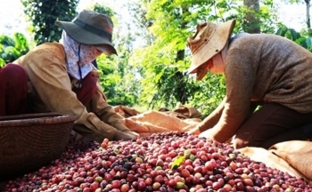 Xuất khẩu sang Algeria: Phương thức thanh toán nào an toàn?