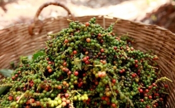 Giá hồ tiêu ổn định, nông dân vẫn kỳ vọng tăng cao hơn