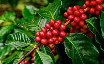 Giá Robusta tăng mạnh, Arabica chững lại: Thị trường cà phê thế giới còn biến động?