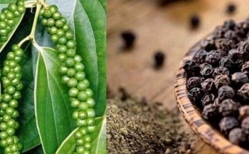 Ảnh hưởng của biến đổi khí hậu, giá hồ tiêu còn tăng cao?