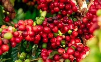 Áp lực từ EUDR và nguồn cung: Giá cà phê còn biến động ra sao?