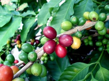 Giá cà phê hôm nay 4/9/2024: Bất ngờ lao dốc sau kỳ nghỉ lễ