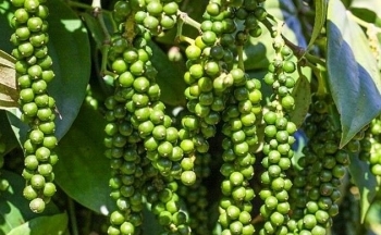 Giá hồ tiêu Việt tăng cao: Cơn sốt ''vàng đen'' còn kéo dài?