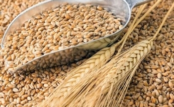 Thị trường nông sản khởi sắc: Đậu tương dẫn đầu, lúa mì tăng mạnh