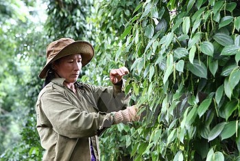 Giá tiêu hôm nay 6/9/2024: Quay đầu giảm mạnh, Gia Lai tụt xuống 149.500 đồng/kg