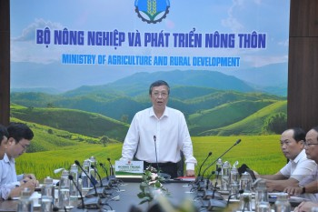Trung Quốc sắp sang kiểm tra vùng trồng dừa tươi xuất khẩu của Việt Nam