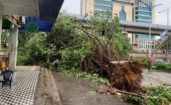 Hà Nội: Sau bão Yagi, cây cổ thụ bật gốc chắn ngang đường Nguyễn Quý Đức